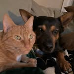 Murray & Mouse - @murraylovesmouse - Instagram