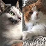 @murraylovesjazzy - Instagram