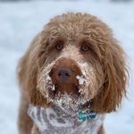 Murray Moore-Dizon - @murraybearmoore - Instagram
