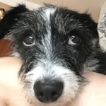 Murray Silverman, Esq. - @murraysilvermanthedog - Instagram