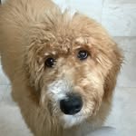 Murray [The Girl] Silver - @thesilverdoodle - Instagram