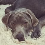 Murray Worden - @murraysilverlab - Instagram