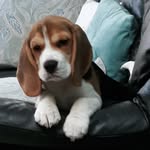 pollysue - @susanmurraysilver - Instagram