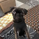 Sir Murray of Manchester - @murraythesilverpug - Instagram