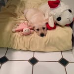 Dave Murray's Puppy Snowflake - @dave_murrays_snowflake - Instagram