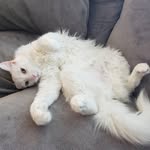 Snowbunny & Muffin Murray - @snowandmuffmurray - Instagram