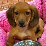 Hi I’m Murray🌭 - @im.murray.the.furry.weiner - Instagram