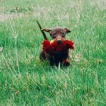 mrmurray_theweinerdog - @murray_the_weinerdog - Instagram