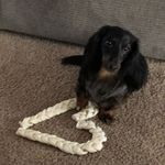 Murray - @murraytheweinerdog - Instagram