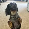 murraytheweinerdog - @murraytheweinerdog - TikTok