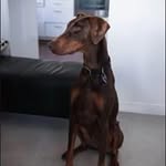 Murray Young - @murrayyoung4782 - Instagram