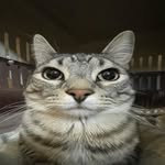 Murray Young - @lazysclapped - Instagram