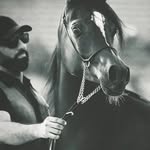 Arabian Horses Photography - @musaalmomen - Instagram