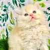 Mustafa Arshad - @mustafa.arshad96 - TikTok