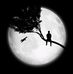 Mustafa Ayad - Facebook