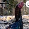 Tıraşali - @mutlu33kaplan - TikTok