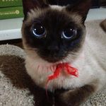 Mya Ball - @kitten83374 - Instagram