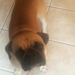 Mya ( Pug cross Bulldog - @mya_the_bulldog16 - Instagram