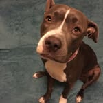 Mya Dotson - @myathebluenose - Instagram
