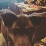 Mya Hoke - @myathechow - Instagram