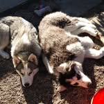 Mya Hunter - @thehuskiesmya.hunter - Instagram