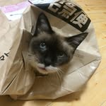 @myakochi - Instagram