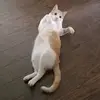 Mya Lane - @tigermomma - TikTok