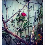 Mya - @mcraemya32 - Instagram