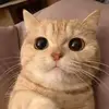 Mya Pham - @mya.pham - TikTok