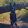Mya - @mya.the.shepherd - TikTok