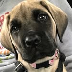 Mya Noelle Tyler - @myatheenglishmastiff - Instagram