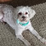 Mya Tyler - @myathechipoo - Instagram
