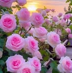 Myat Win - Facebook
