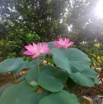 Mydung Le - Facebook