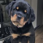 Myla 💜💜🐻🐻🐾🐾 - @myla_brown_84 - Instagram