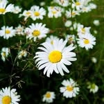 Myle Phan - @myle1817 - Instagram