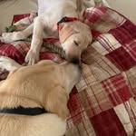 Myles&Nash - @2labpupz - Instagram