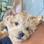 Myles Silva - @mylesthefloof - Instagram