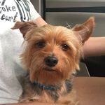 Myles🐶 - @myles_james_wheeler - Instagram