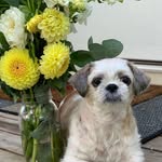 Myles Yang - @pajrosyfloral - Instagram