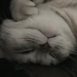 Myra Brittish Cat - @myra_brittishcat - Instagram