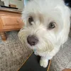 myra.elliott4 - @myra.elliott4 - TikTok