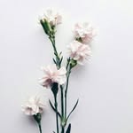 myra flowers - @myraaaaflowers - Instagram