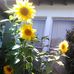 Myra Frank - Facebook