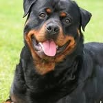 Myra john - @3rottweiler - Instagram