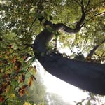 Arboretum de Blóm Myraland - @blom_myraland - Instagram