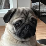 @myra_lottie_the_pug - Instagram