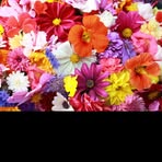 Myra Lyons - Facebook