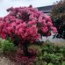 Myra Lyons - Facebook
