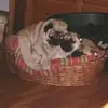 jubileepug - @myramorrison83 - TikTok